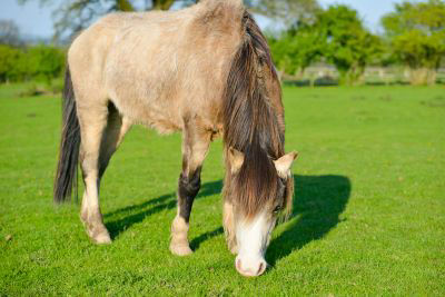 Pony grazing on spring grass